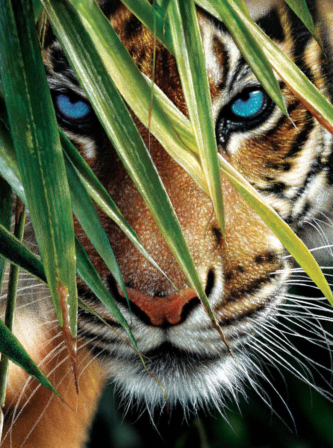 Jungle Eyes Diamond painting kit