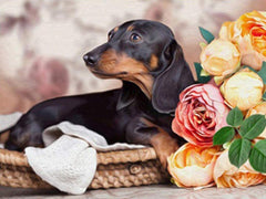 Dachshund Puppy Diamond painting kit