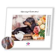 Dachshund Puppy Diamond painting kit