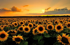 Sea of Sunflowers Diamond Painting Kit