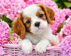 Springtime Puppy Diamond Painting Kit