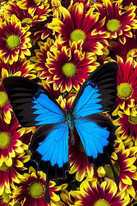 Blue Butterfly Wings Diamond painting kit